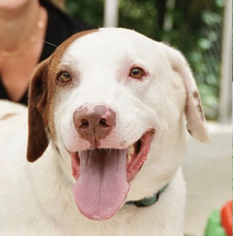 Roy, a brown ahd white mixed breed, 6 yrs old, 72 lbs. This is a headshot . . . he's smiling with his very pink tongue out.